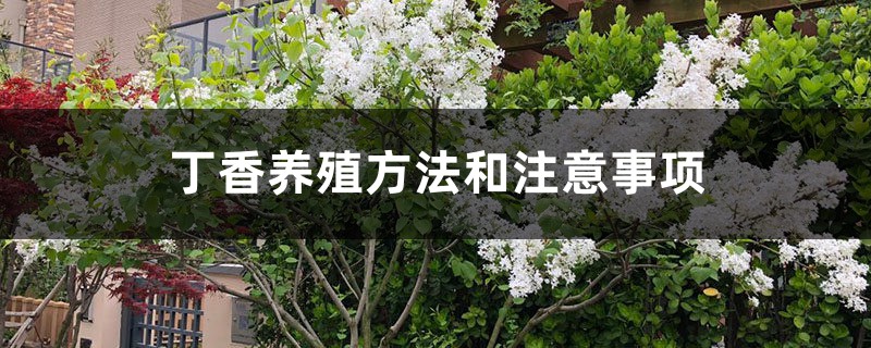 丁香养殖方法和注意事项 丁香养殖方法和注意事项