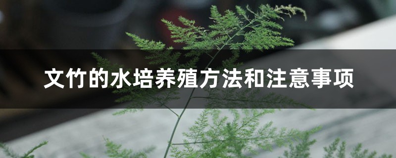 文竹的水培养殖方法和注意事项 文竹的水培养殖方法和注意事项