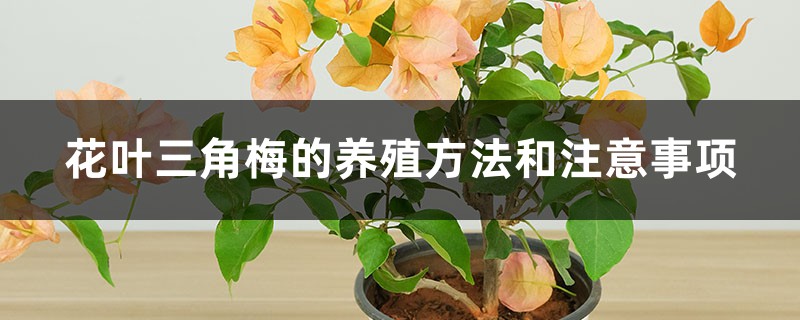 花叶三角梅的养殖方法和注意事项 花叶三角梅的养殖方法和注意事项