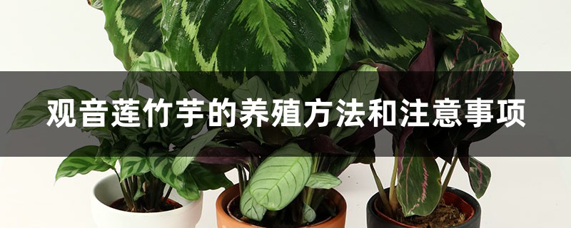 观音莲竹芋的养殖方法和注意事项 观音莲竹芋的养殖方法和注意事项