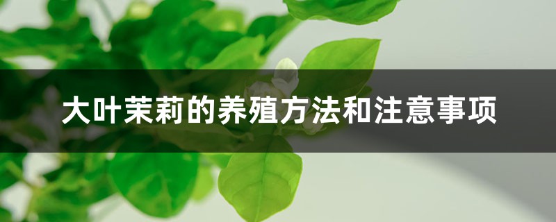 大叶茉莉的养殖方法和注意事项 大叶茉莉的养殖方法和注意事项