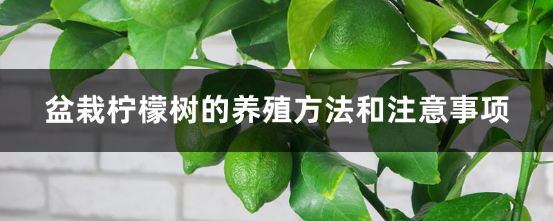 盆栽柠檬树的养殖方法和注意事项 盆栽柠檬树的养殖方法和注意事项