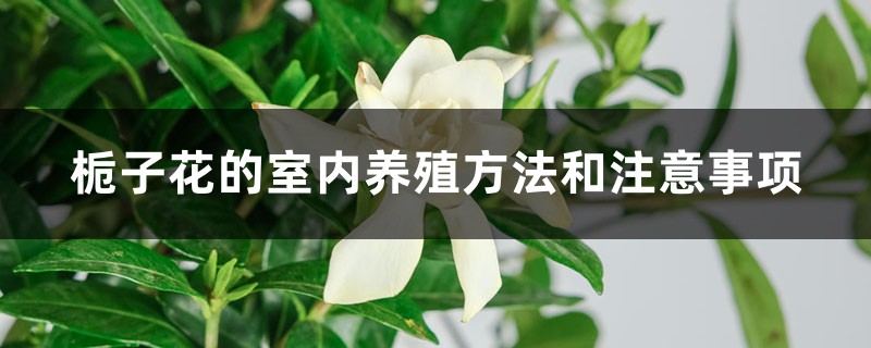 栀子花的室内养殖方法和注意事项 栀子花的室内养殖方法和注意事项