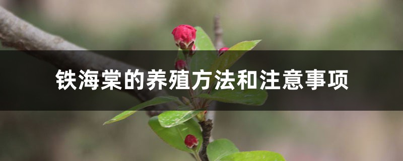 铁海棠的养殖方法和注意事项 铁海棠的养殖方法和注意事项