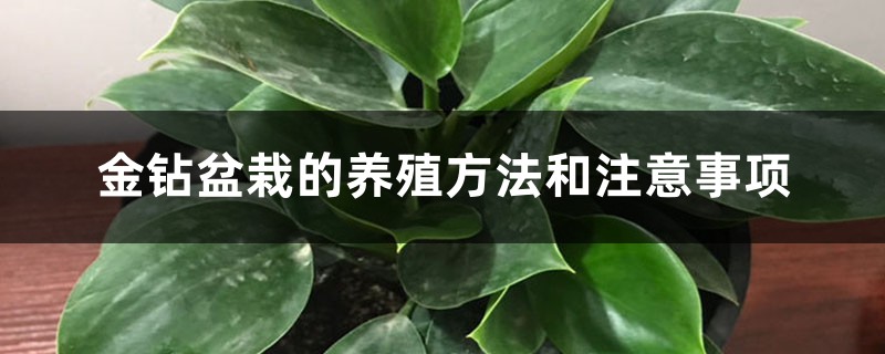 金钻盆栽的养殖方法和注意事项 金钻盆栽的养殖方法和注意事项