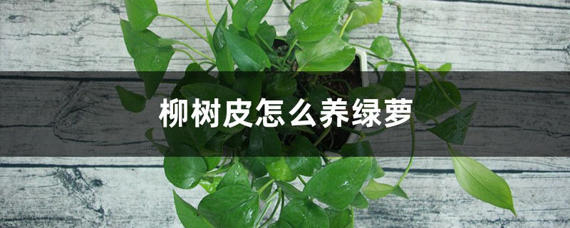 往“绿萝”盆里扔几块小玩意,大白根壮实,绿枝蹿得高! 往“绿萝”盆里扔几块小玩意,大白根壮实,绿枝蹿得高!