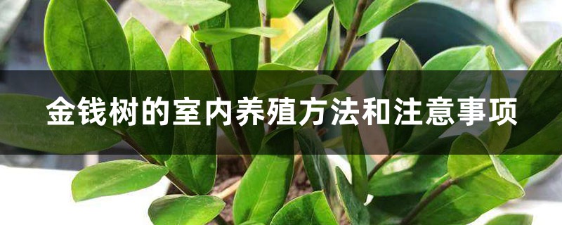 金钱树的室内养殖方法和注意事项 金钱树的室内养殖方法和注意事项