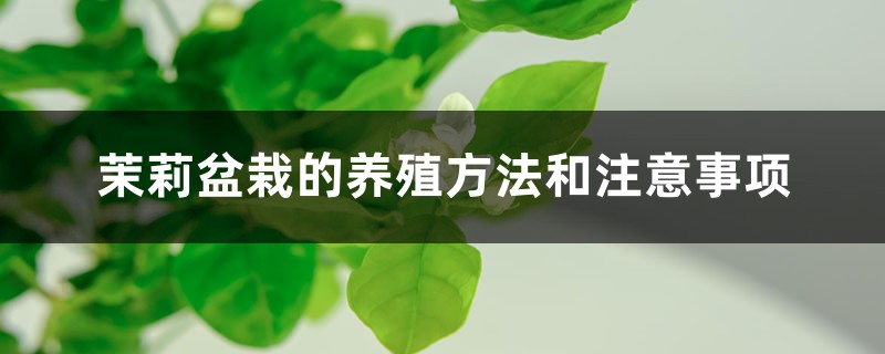 茉莉盆栽的养殖方法和注意事项 茉莉盆栽的养殖方法和注意事项