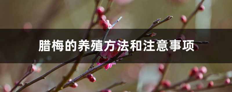 腊梅的养殖方法和注意事项 腊梅的养殖方法和注意事项