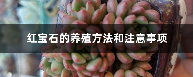 红宝石的养殖方法和注意事项 红宝石的养殖方法和注意事项