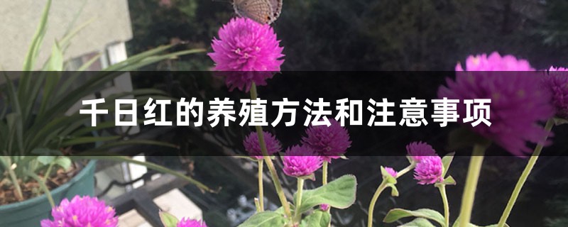 千日红的养殖方法和注意事项 千日红的养殖方法和注意事项