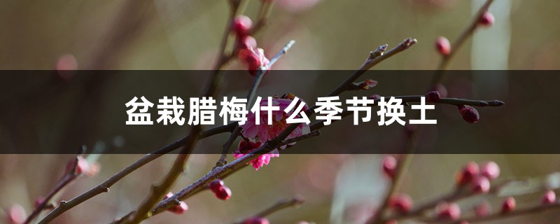 盆栽腊梅什么季节换土 盆栽腊梅什么季节换土