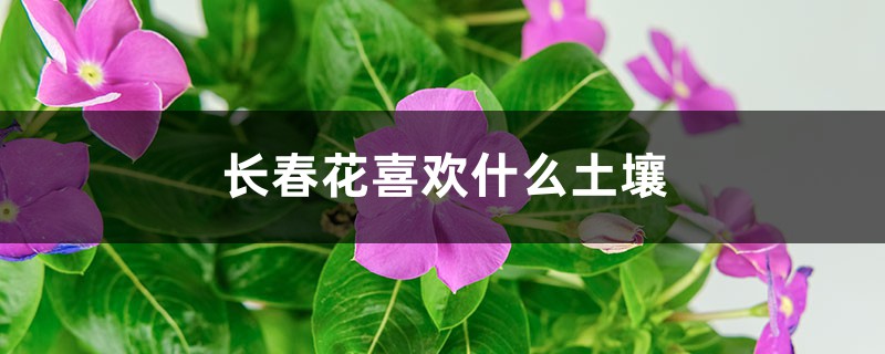 长春花喜欢什么土壤 长春花喜欢什么土壤