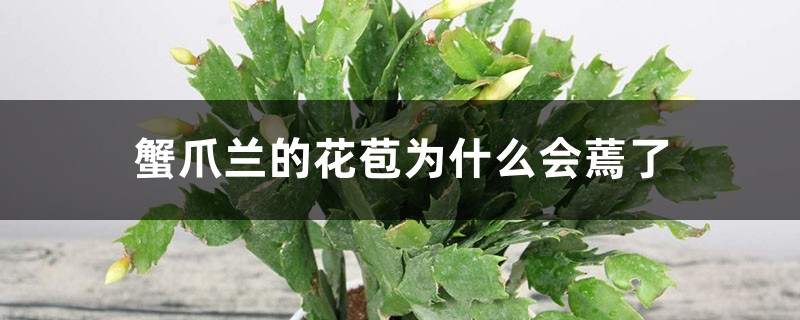 蟹爪兰的花苞为什么会蔫了 蟹爪兰的花苞为什么会蔫了