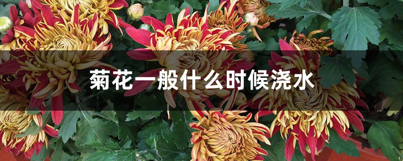菊花一般什么时候浇水 菊花一般什么时候浇水