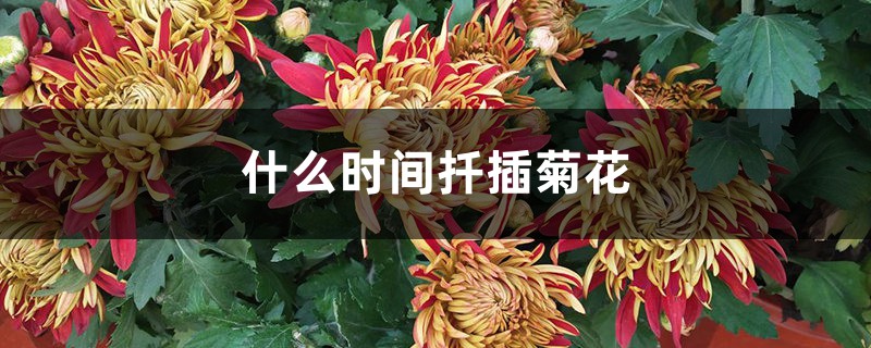什么时间扦插菊花 什么时间扦插菊花