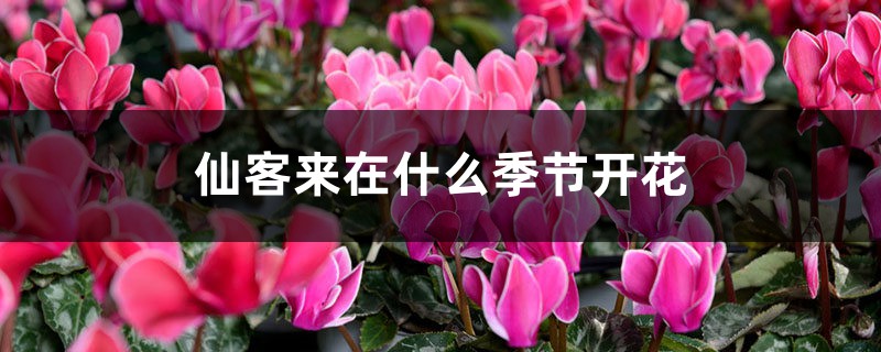 仙客来在什么季节开花 仙客来在什么季节开花