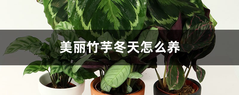 美丽竹芋冬天怎么养 美丽竹芋冬天怎么养
