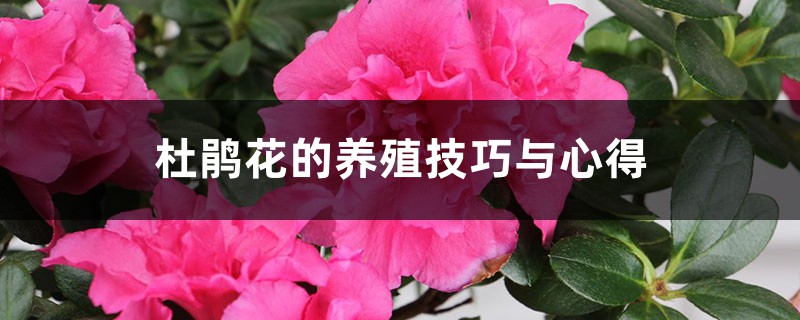 杜鹃花的养殖技巧与心得 杜鹃花的养殖技巧与心得