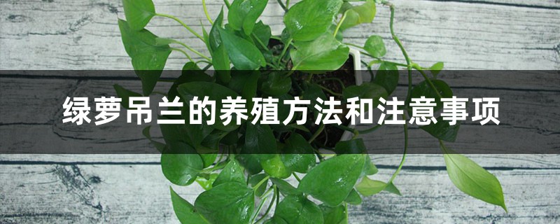绿萝吊兰的养殖方法和注意事项 绿萝吊兰的养殖方法和注意事项