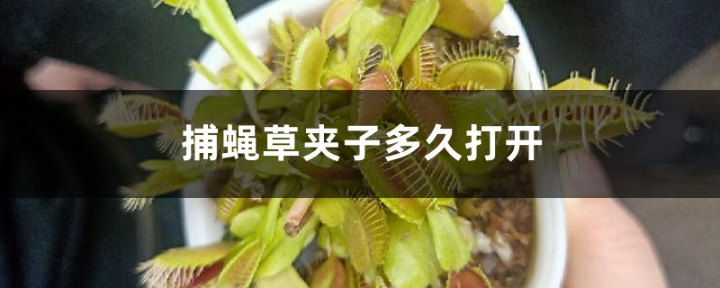 捕蝇草夹子多久打开,不打开的原因是什么 捕蝇草夹子多久打开,不打开的原因是什么