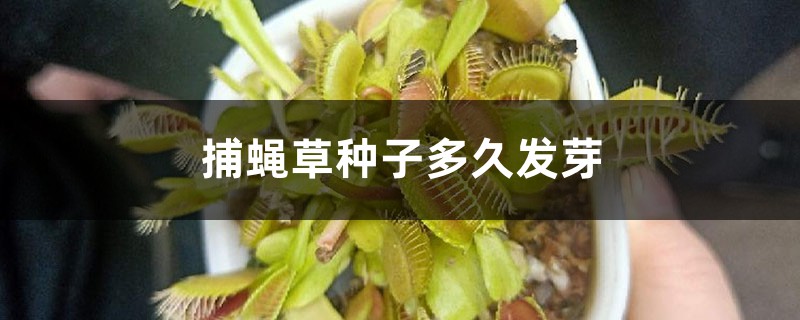 捕蝇草种子多久发芽,能活多久 捕蝇草种子多久发芽,能活多久