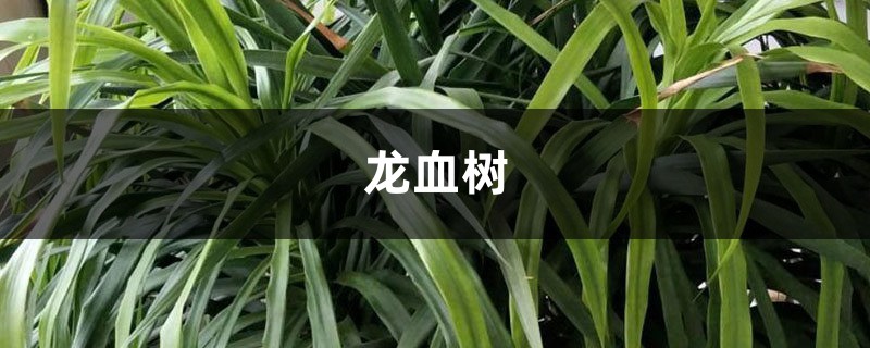 冬天养护“龙血树”,做好这“4个”小动作,绿叶如瀑布! 冬天养护“龙血树”,做好这“4个”小动作,绿叶如瀑布!