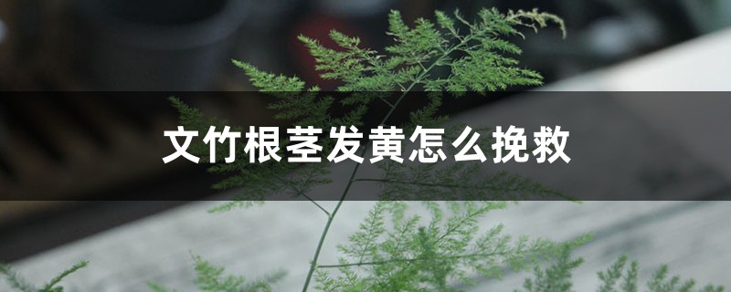 文竹根茎发黄怎么挽救,枝叶发黄怎么办 文竹根茎发黄怎么挽救,枝叶发黄怎么办