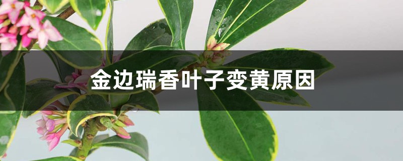 金边瑞香叶子变黄,原因和补救方法详解 金边瑞香叶子变黄,原因和补救方法详解