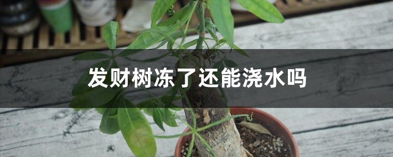 发财树冻了还能浇水吗,怎么浇水 发财树冻了还能浇水吗,怎么浇水