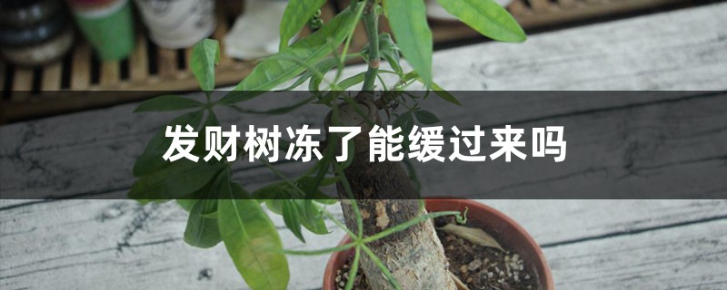 发财树冻了能缓过来吗,冻了怎么浇水 发财树冻了能缓过来吗,冻了怎么浇水