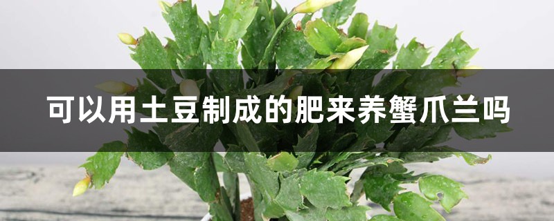 “蟹爪兰”冬日不生长,土里藏点泥,花朵满盆让人爱! “蟹爪兰”冬日不生长,土里藏点泥,花朵满盆让人爱!