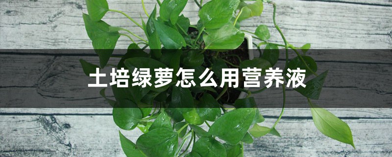 土培绿萝怎么用营养液,一次滴几滴 土培绿萝怎么用营养液,一次滴几滴