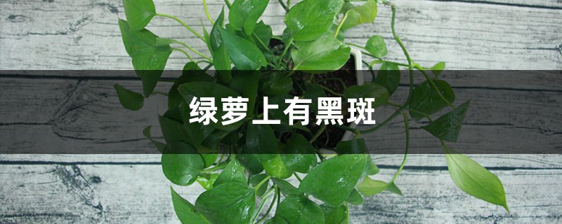 绿萝叶子发黑是什么原因,怎么补救 绿萝叶子发黑是什么原因,怎么补救