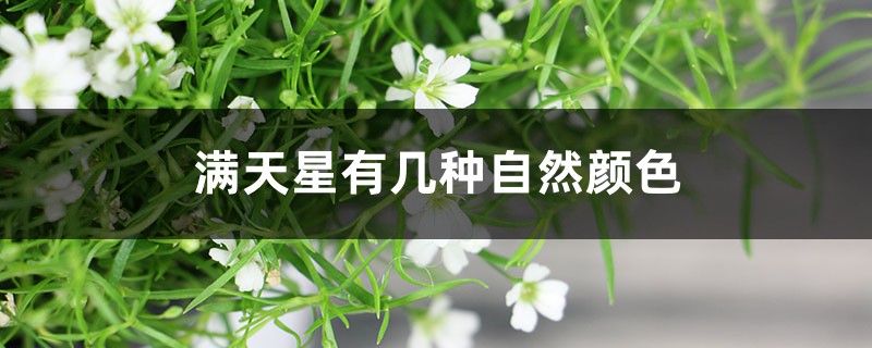 满天星有几种自然颜色,染满天星的染料有毒吗 满天星有几种自然颜色,染满天星的染料有毒吗