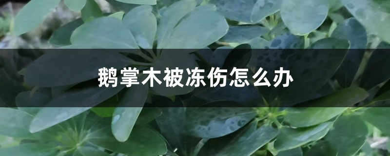 鹅掌木被冻伤怎么办 鹅掌木被冻伤怎么办