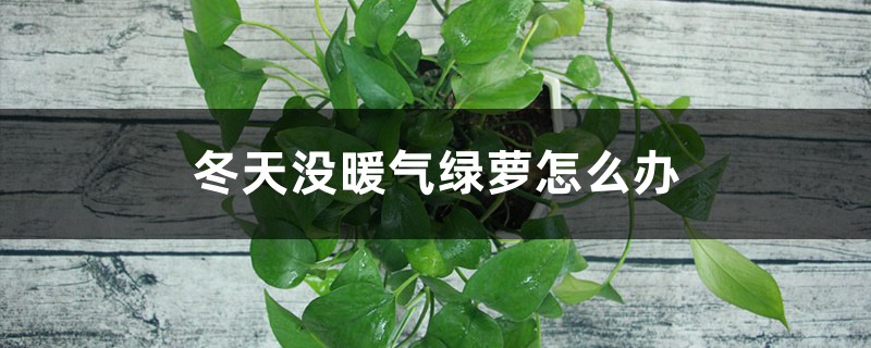 冬天没暖气绿萝怎么办,0度以下怎样过冬 冬天没暖气绿萝怎么办,0度以下怎样过冬