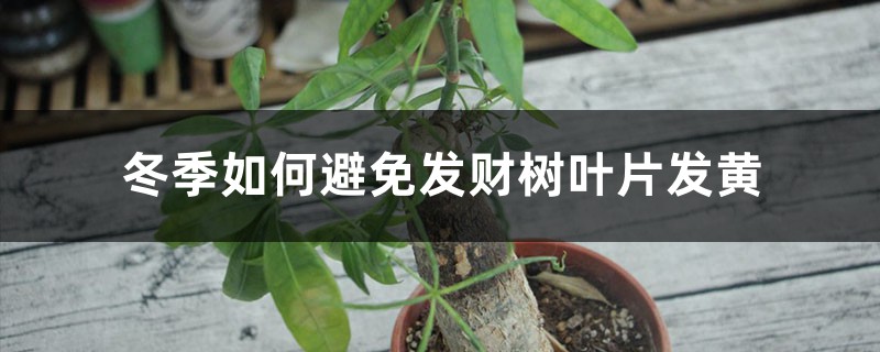 冬天发财树养护,掌握好这“3个”技巧,叶常青不发黄! 冬天发财树养护,掌握好这“3个”技巧,叶常青不发黄!