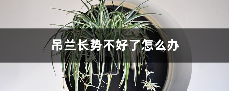“吊兰”长不好,土里最好藏点“料”,叶子蹿芽蹿不停! “吊兰”长不好,土里最好藏点“料”,叶子蹿芽蹿不停!