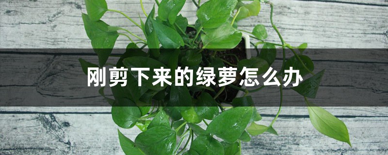 刚剪下来的绿萝怎么办 刚剪下来的绿萝怎么办