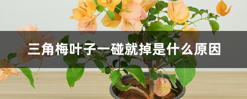三角梅叶子一碰就掉是什么原因 三角梅叶子一碰就掉是什么原因