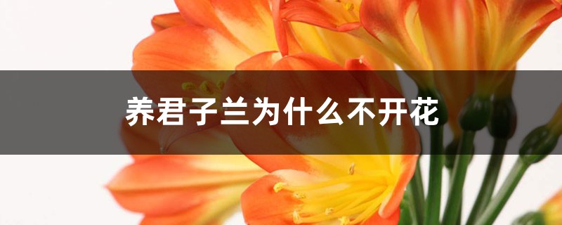 养君子兰为什么不开花 养君子兰为什么不开花