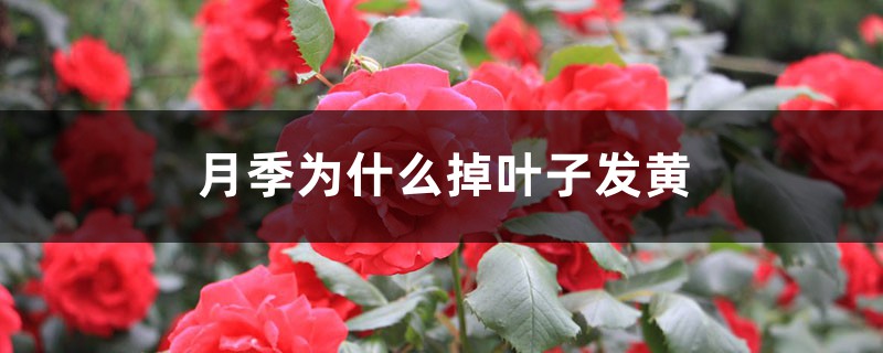 月季为什么掉叶子发黄 月季为什么掉叶子发黄