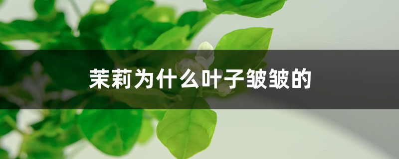 茉莉为什么叶子皱皱的 茉莉为什么叶子皱皱的