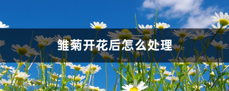雏菊开花后怎么处理 雏菊开花后怎么处理