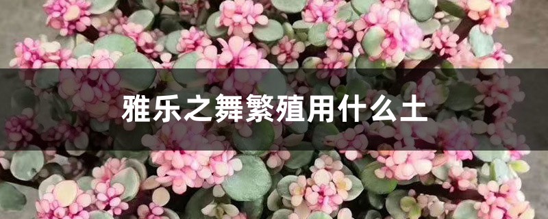 雅乐之舞繁殖用什么土,有什么移盆技巧 雅乐之舞繁殖用什么土,有什么移盆技巧
