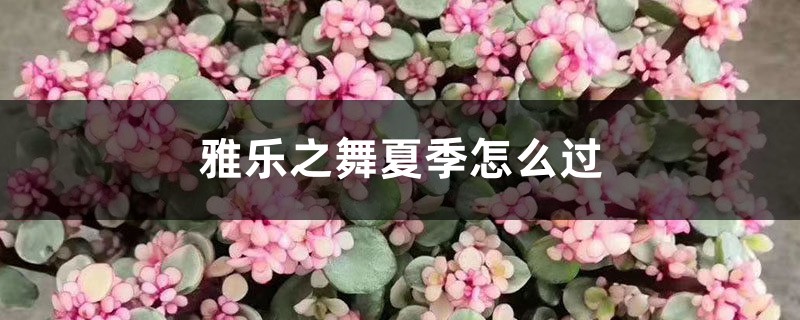 雅乐之舞夏季怎么过 雅乐之舞夏季怎么过