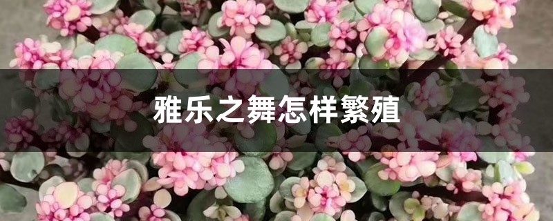 雅乐之舞怎样繁殖,为什么长的慢 雅乐之舞怎样繁殖,为什么长的慢