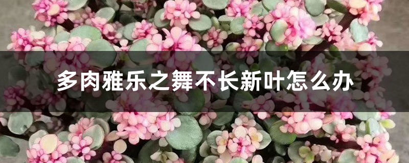 多肉雅乐之舞不长新叶,是因为缺了“它” 多肉雅乐之舞不长新叶,是因为缺了“它”