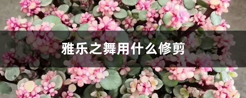 雅乐之舞用什么修剪,多高可以修剪 雅乐之舞用什么修剪,多高可以修剪
